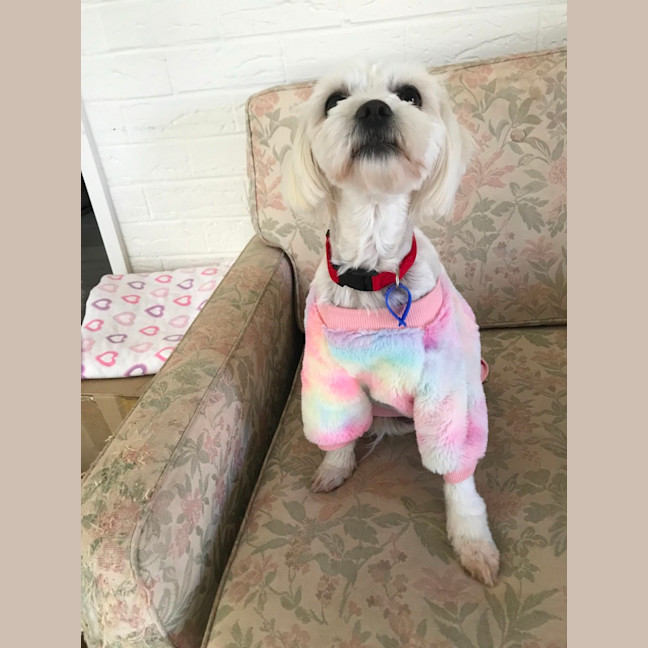 Photo of Pear & Coco   1.5 Year Old Maltese X Shih Tzu