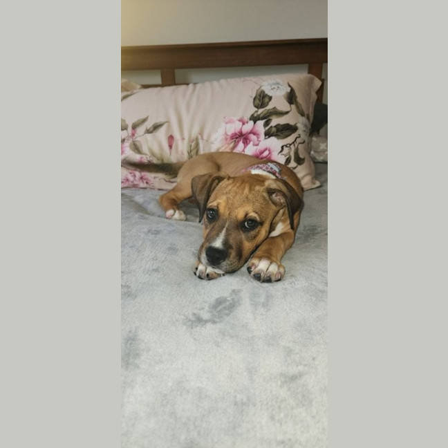 Photo of Lilly   3 Month Old Kelpie X Staffy