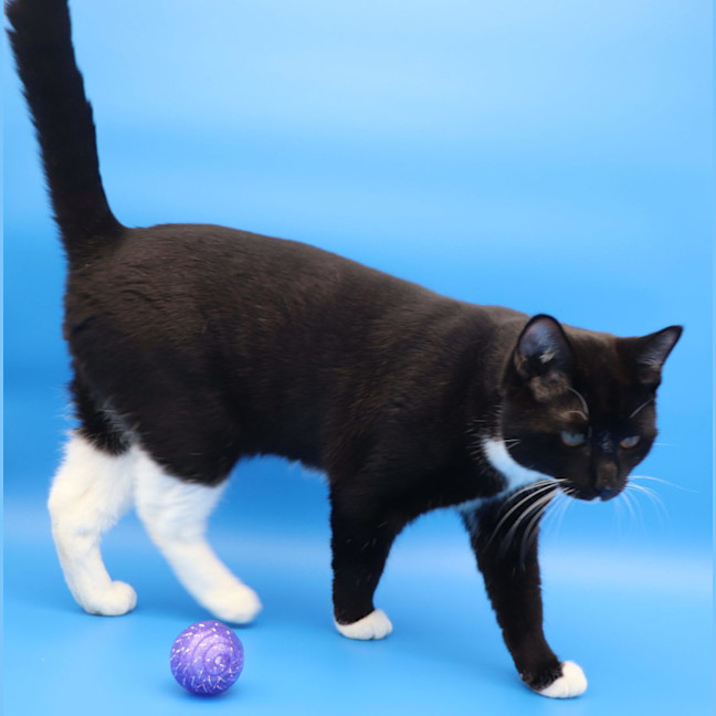 Photo of Les   Now At Pet Quarters Tuggerah