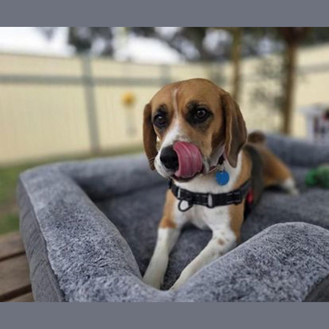 Photo of Josie