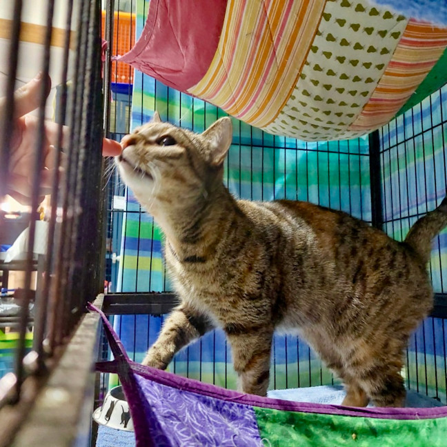 Photo of Nutmeg
