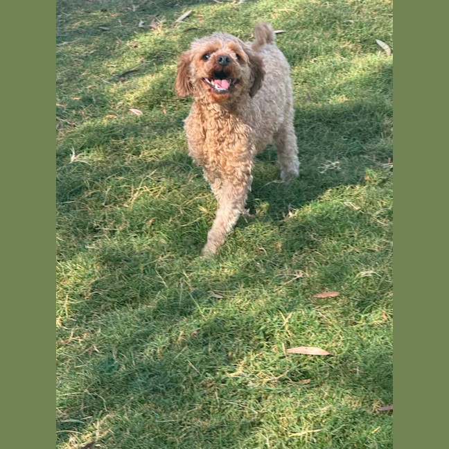 Photo of Chilli