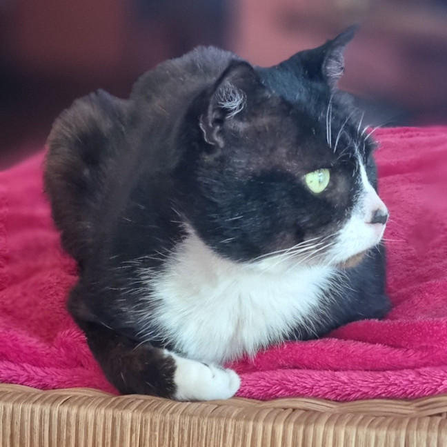 Photo of Sox