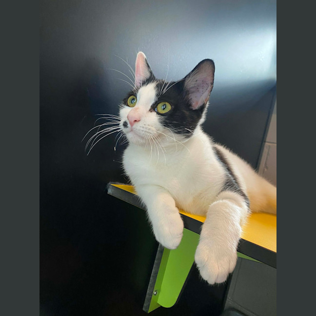 Photo of Milo 