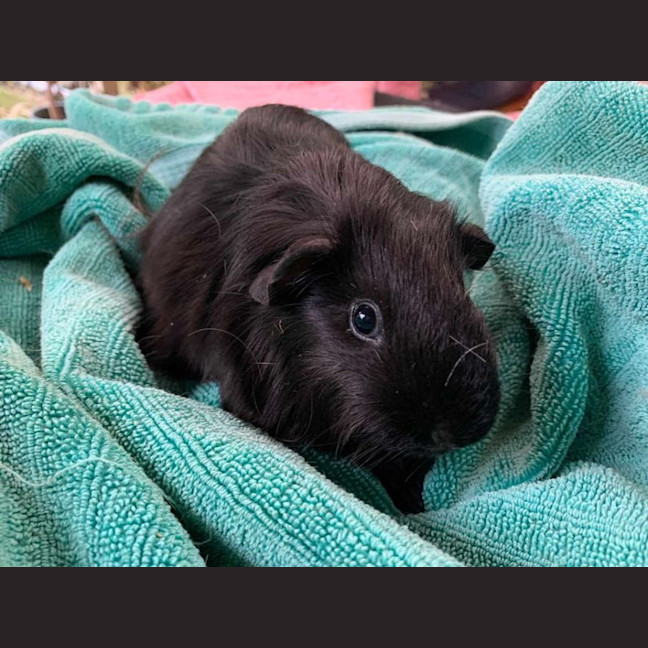 Photo of Harry And Hairy