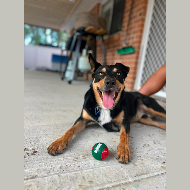 Photo of Draco   3 Year Old Kelpie X Koolie