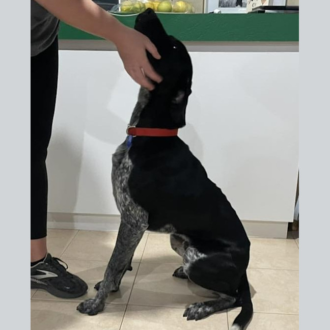 Photo of Rocco