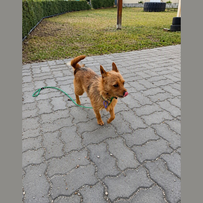 Photo of Foxie   9 Month Old Terrier 
