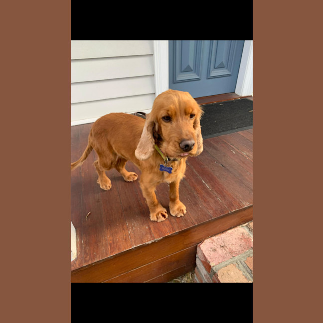 Photo of Phoebe Cocker Spaniel