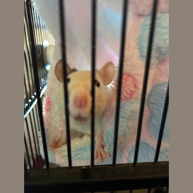 Photo of Biscuit & Cookie