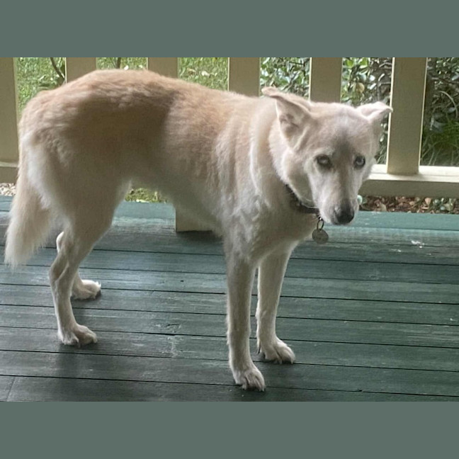 Photo of Lupa