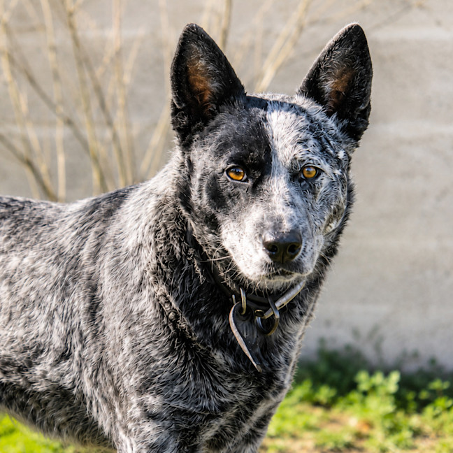 Photo of Dora
