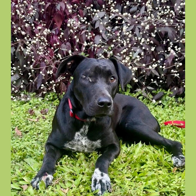 Photo of Pirate *$350 Adoption Fee*