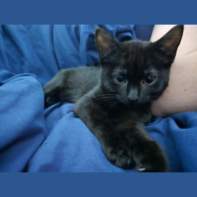 Photo of The Void!! 🐈‍⬛