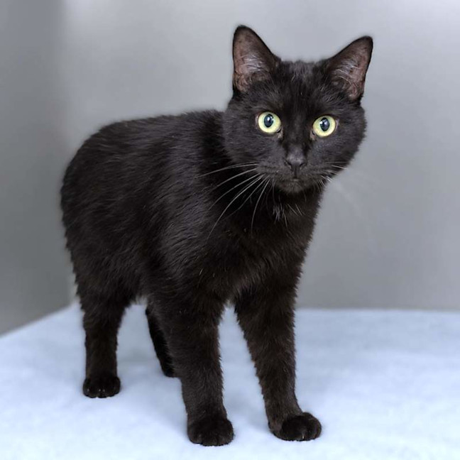 Photo of Kali