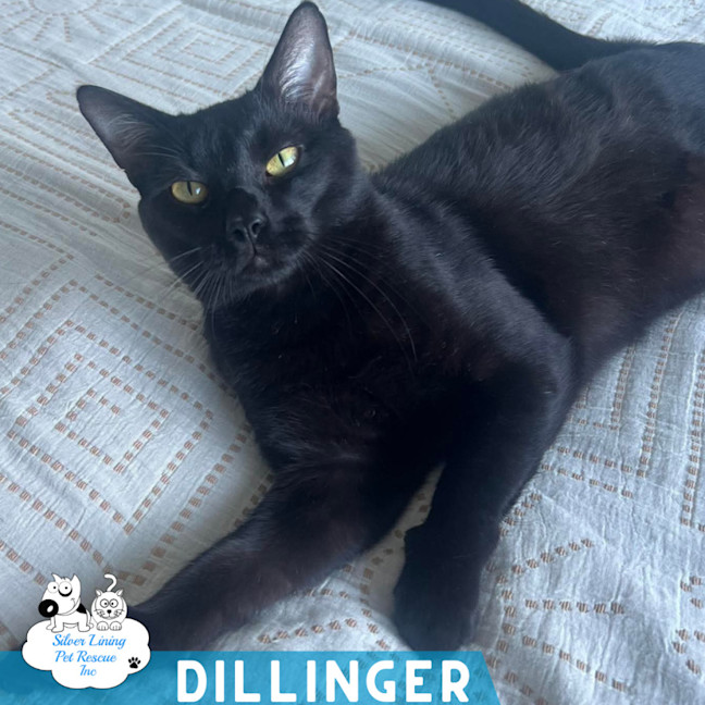 Photo of Dillinger
