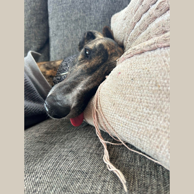 Photo of Teddy, The Greyhound
