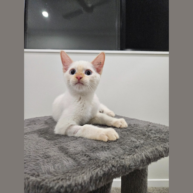 Photo of Nimbus