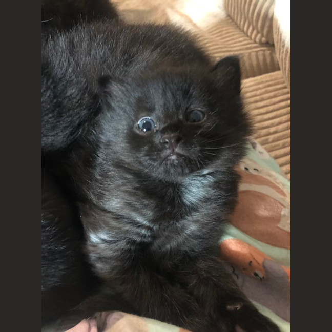 Photo of Floof   2 Month Old Domestic Medium Hair (Trial)