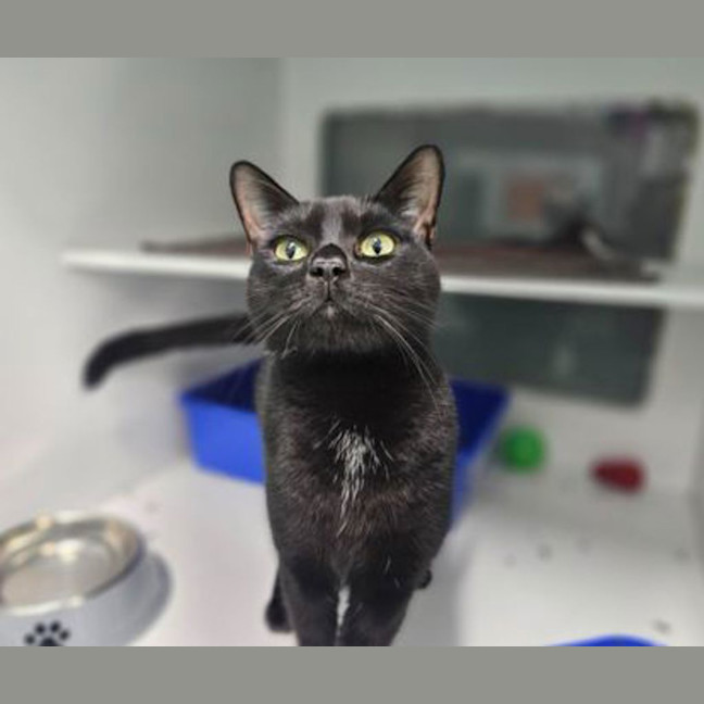 Photo of Cookie