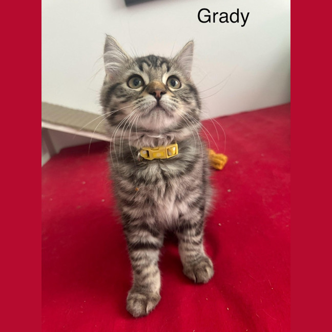 Photo of Grady