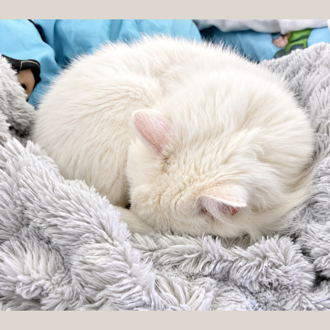 Photo of Sugar