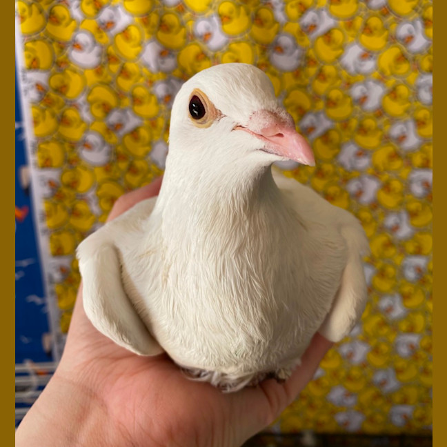 Photo of Toilet Paper Roll 18