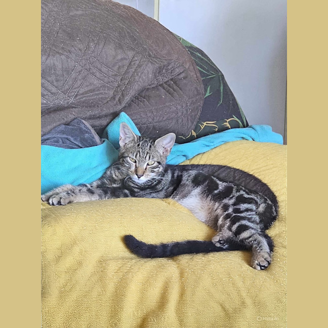 Photo of Shiloh