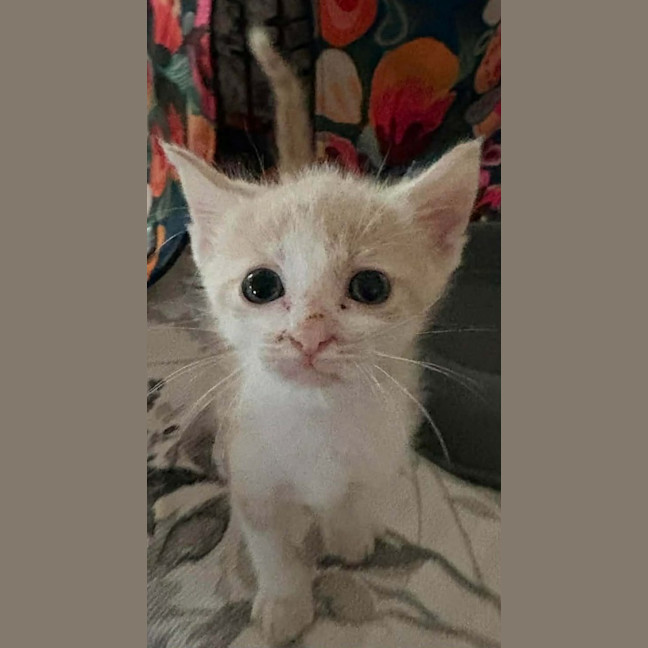 Photo of Marshmallow