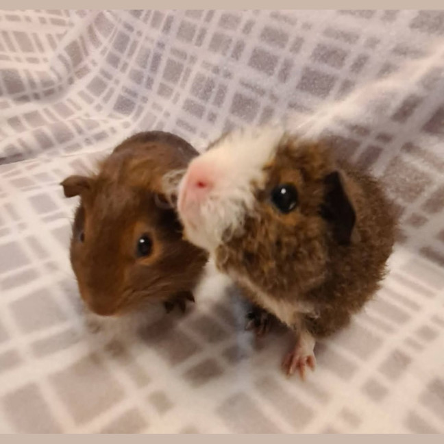 Photo of Jennie & Josie