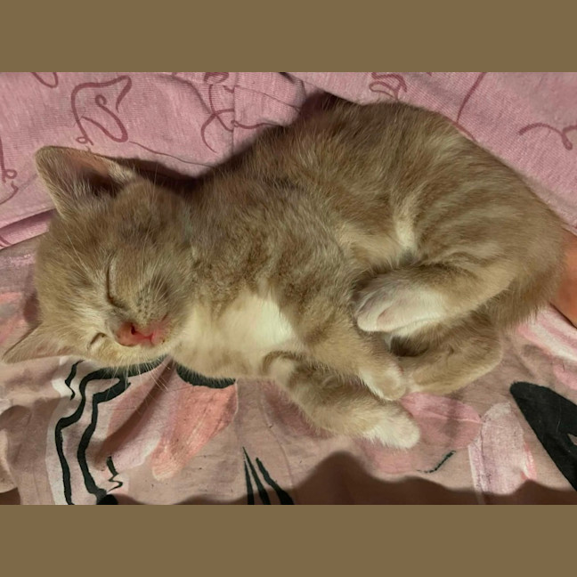 Photo of Mufassa   In Foster Care In Bentleigh East