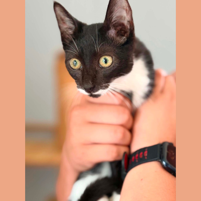 Photo of Chitty 