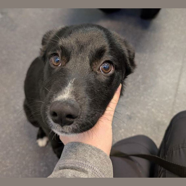 Photo of Pedro Pascal