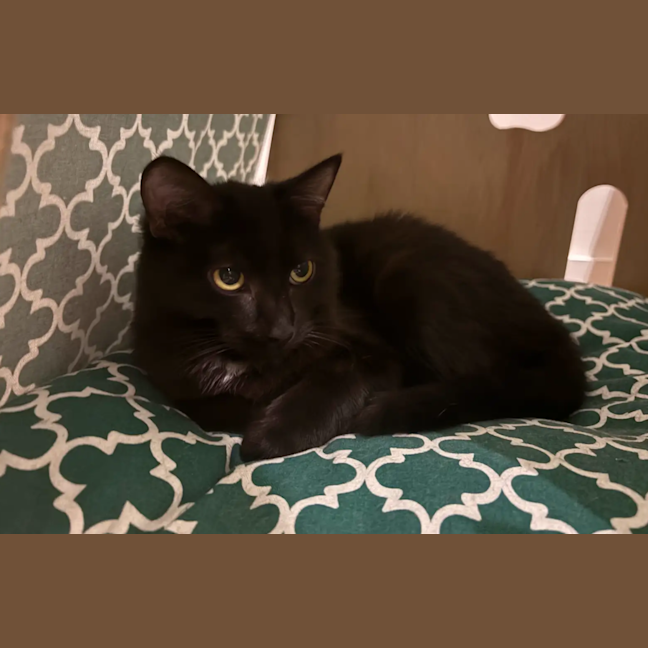 Photo of Morticia