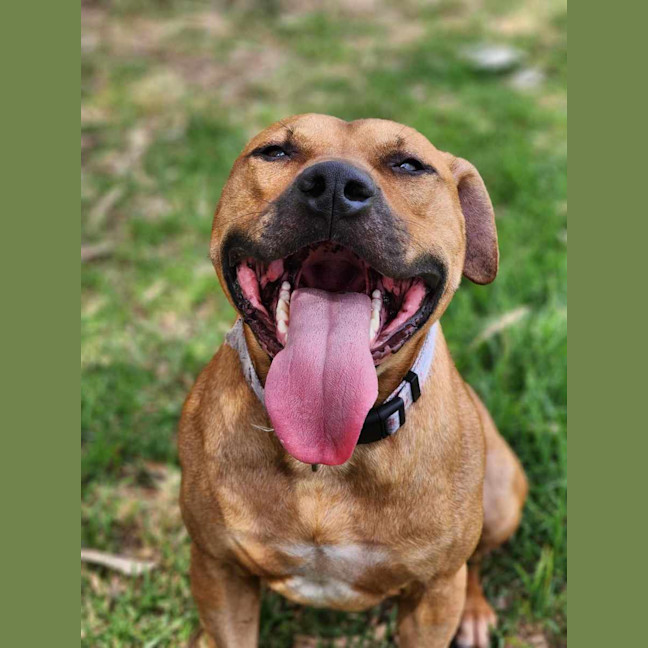 Photo of 🧅 Hollandaise 5770 🧅