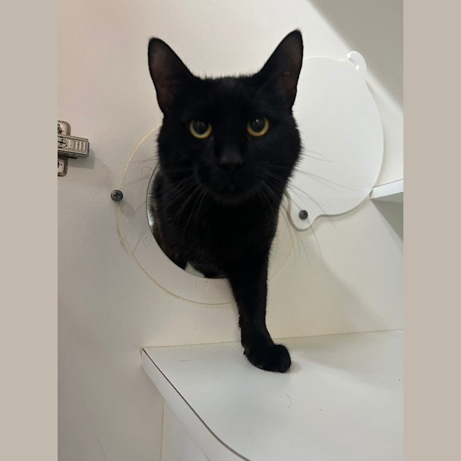 Photo of Sabre