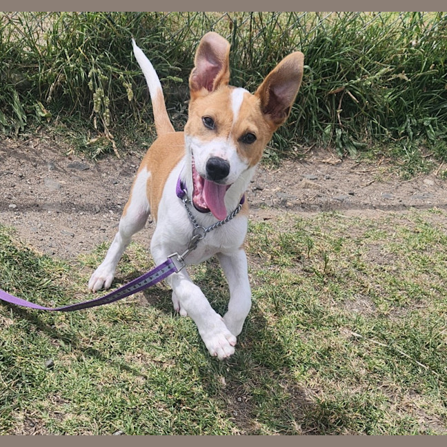 Photo of Patch (64540)
