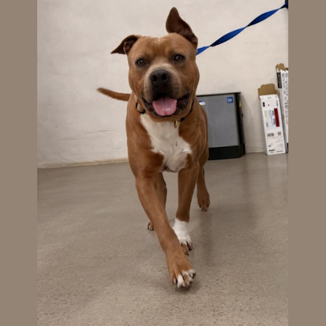 Photo of Scooby