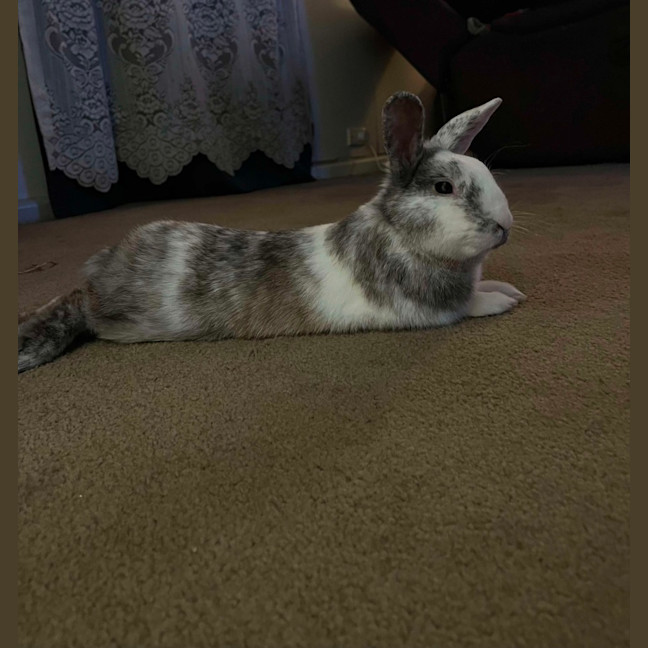 Photo of Iggy
