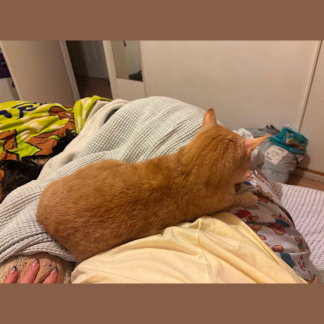 Photo of Bella Meet Me@Petstock Mornington Store Nepean Hwy