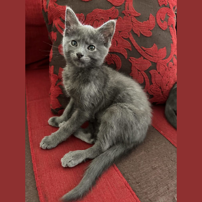 Photo of Cleo