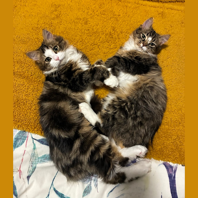 Photo of Sherlock & Sassy Pants   6 Month Old Dmh