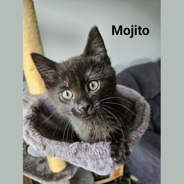 Photo of Mojito