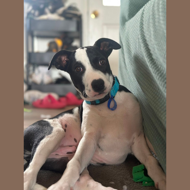 Photo of Harley   16 Week Old Border Collie X Bull Arab