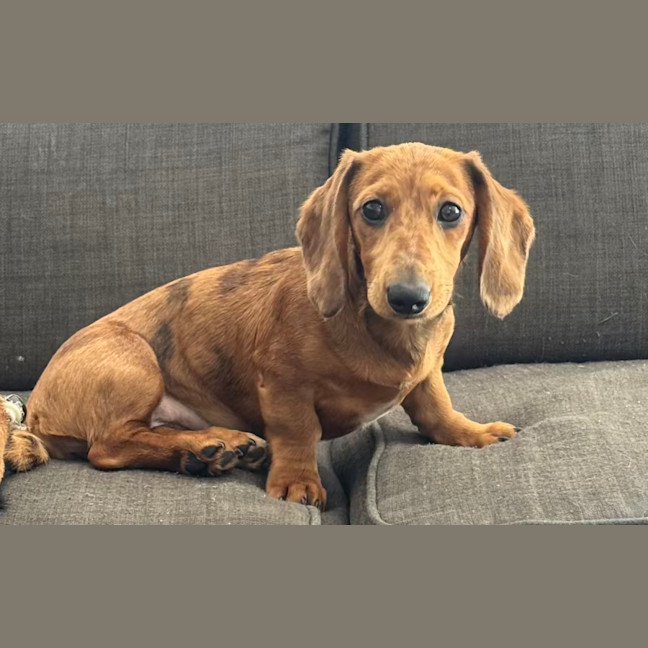 Photo of Poppy Puppy