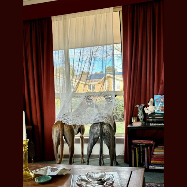 Photo of Arnold, The Greyhound