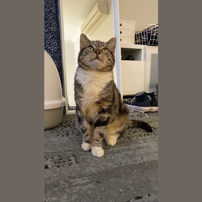Photo of Trinket