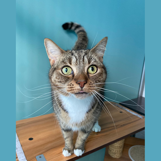 Photo of Beanie