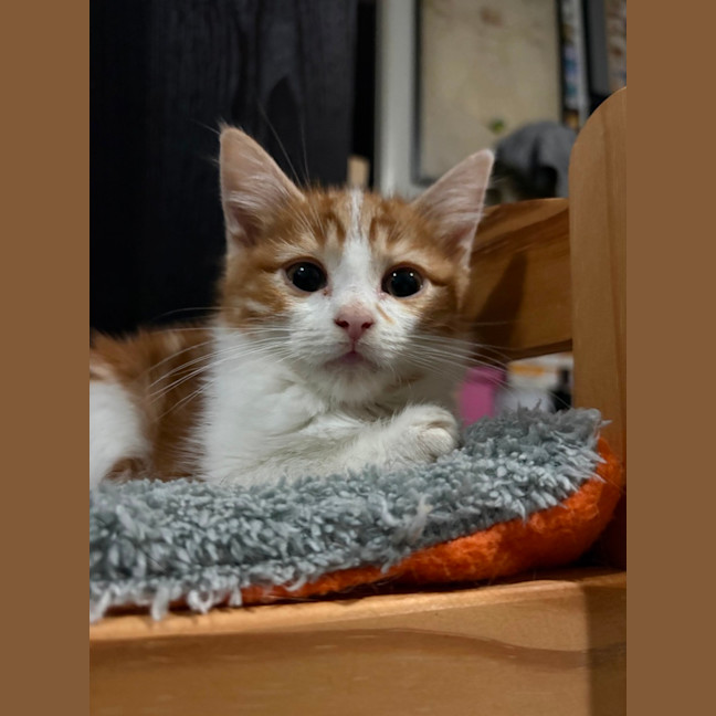 Photo of Dave **2nd Chance Cat Rescue**
