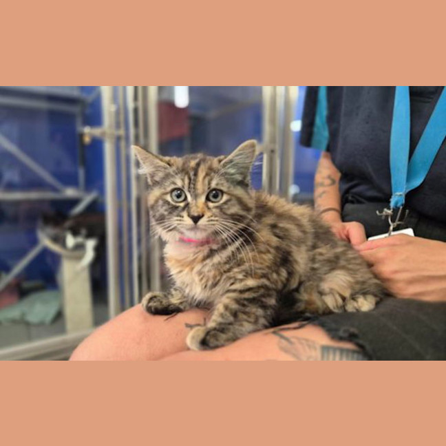 Photo of Luna Valentine